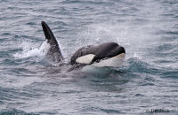 Orcas (Orcinus orca) (5) Orca approaching the boat