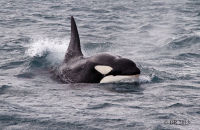 Orcas (Orcinus orca) (6)