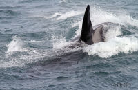 Orcas (Orcinus orca) (7) Diving next to the boat