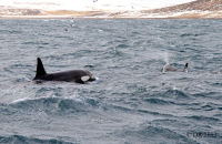 Orcas (Orcinus orca) (8) Orca female & calf