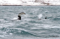 Orcas (Orcinus orca) (10) Heads or tails...?