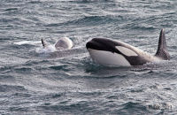 Orcas (Orcinus orca) (11)