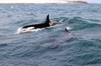 Orcas (Orcinus orca) (12) Surfing Orcas