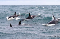 Orcas (Orcinus orca) (13)