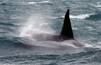 Orcas (Orcinus orca) (15) Male Orca blowing (surfacing)