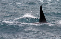 Orcas (Orcinus orca) (14) Male Orca diving
