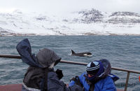 Orcas (Orcinus orca) (16) It's behind you...!