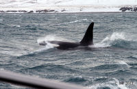 Orcas (Orcinus orca) (17)
