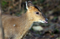 Muntjac (Muntiacus reevesi) 3