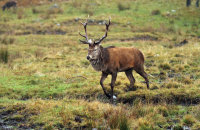 (i) Red Deer stag (Cervus elaphus)