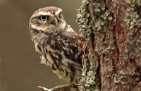 (iii) Little Owl (Athene noctua)