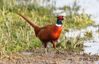 Male Pheasant (Phasianus colchicus) 2