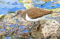 Common Sandpiper (Actitis hypoleucos) 1