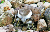 Common Sandpiper with chicks (Actitis hypoleucos) 2