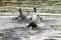 Coots fighting (Fulica atra)