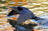 Cormorant taking off  (Phalacrocorax carbo)