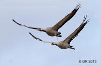 Common Cranes (Grus grus) 1