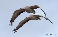 Common Cranes (Grus grus) 2