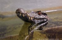 Schneider's Smooth-fronted Caiman (Paleosuchus trigonatus) 1