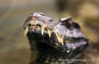 Schneider's Smooth-fronted Caiman (Paleosuchus trigonatus) 2. Impressive teeth.