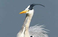 Grey Heron (Ardea cinerea) 4. Bad hair day?