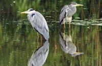 Grey Herons (Ardea cinerea) 3