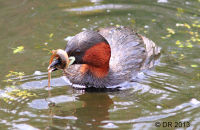 Dabchick (Little Grebe) with a newt (Tachybaptus ruficollis) 2
