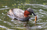 Dabchick (Little Grebe) with a newt (Tachybaptus ruficollis) 1