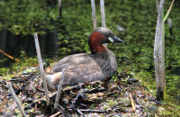 Dabchick (Little Grebe) sitting on its nest (Tachybaptus ruficollis)