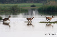 Fallow Deer crossing a shallow lake ( Dama dama) 2