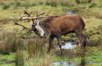 (ii) Red Deer stag (Cervus elaphus) - 'tossing the caber'