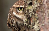 (iv) Little Owl (Athene noctua)