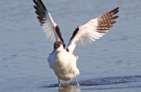 Avocet (Recurvirostra avosetta) 1