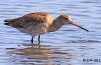 Bar-tailed Godwit (Limosa lapponica)