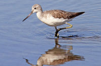 Greenshank (Tringa nebularia) 1