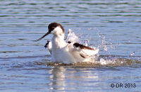 Avocet (Recurvirostra avosetta) 2
