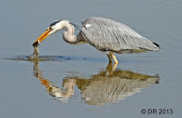 Grey Heron fishing (Ardea cinerea) 1