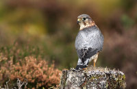 (i) Merlin (Falco columbarius)