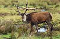 (iii) Red Deer (Cervus elaphus)