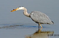 Grey Heron fishing (Ardea cinerea)  2. Troublesome eel!