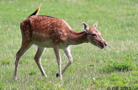 Fallow Deer ( Dama dama)