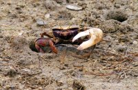 Fiddler Crab (Uca tangeri) 1
