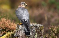 (ii) Merlin (Falco columbarius)