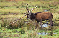 (iv) Red Deer (Cervus elaphus)