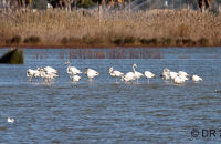(Greater) Flamingoes (Phoenicopterus roseus)