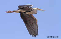 Grey Heron (Ardea cinerea) 5
