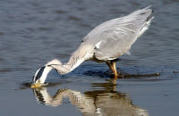 Grey Heron fishing (Ardea cinerea) 3
