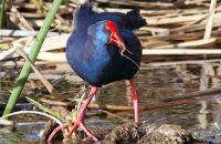 Purple Swamphen eating reed stems (Porphyrio porphyrio) 2