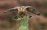 (iii) Merlin (Falco columbarius)