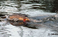 Female Goosander diving (Mergus merganser)  2